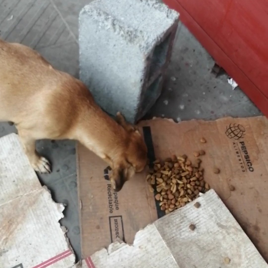 Mariane0621's tweet photo. Ya está conmigo gracias  @tonyboxing1 por su apoyo en la búsqueda de Koki se necesita hogar para ella RT 
Cualquier apoyo bien recibido mañana tiene que ir al veterinario se ve sana ojalá y así sea ya que saben que tengo casa llena y es un peligro. No pude dejarla 💔en ese carton https://t.co/bwST4gOWmn