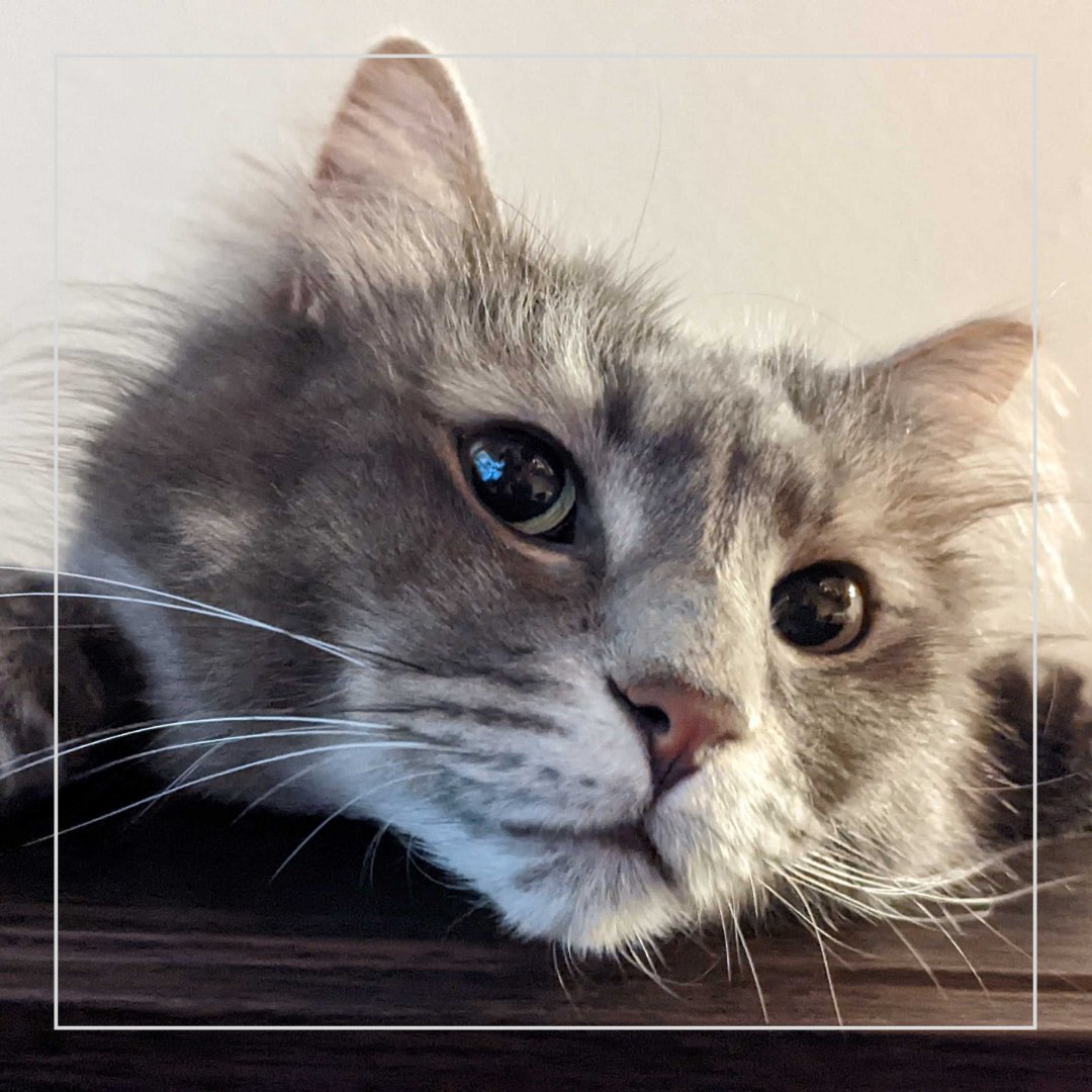 BothellPetHosp's tweet image. Sunday mood. Whatcha thinking beautiful Tasuni? #bothellpet #bothell #cats #meow #catsofbothell