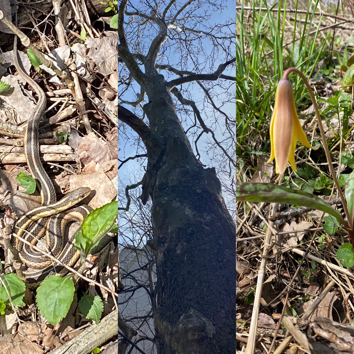 Getting ready to enter some observations I captured yesterday in #DundasValley with @Action13. 
#CityNatureChallenge <a href="/cnchamilton/">Hamilton City Nature Challenge</a>