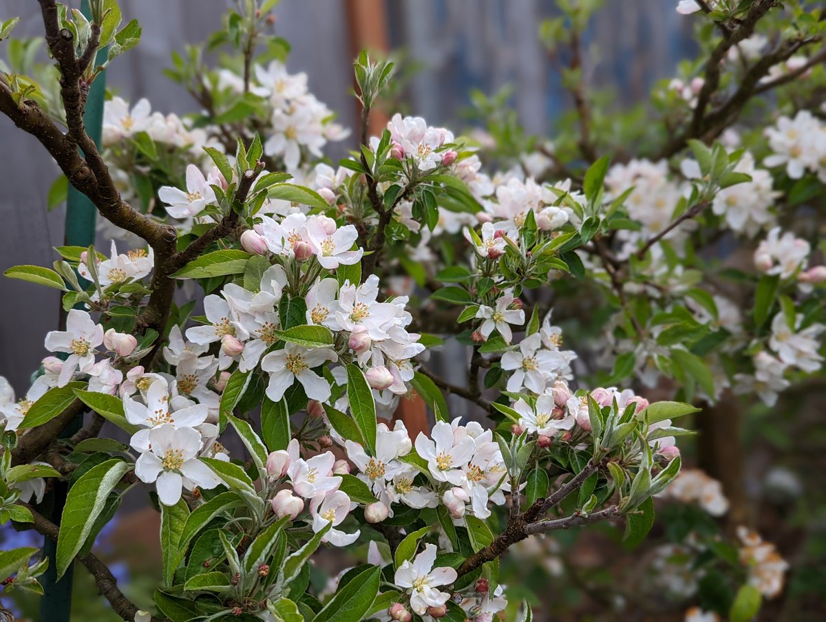 Don't let anyone convince you that choosing to grow food is a compromise of your garden's aesthetic quality. A garden is only made more beautiful when its blossoms promise even better things to come.
