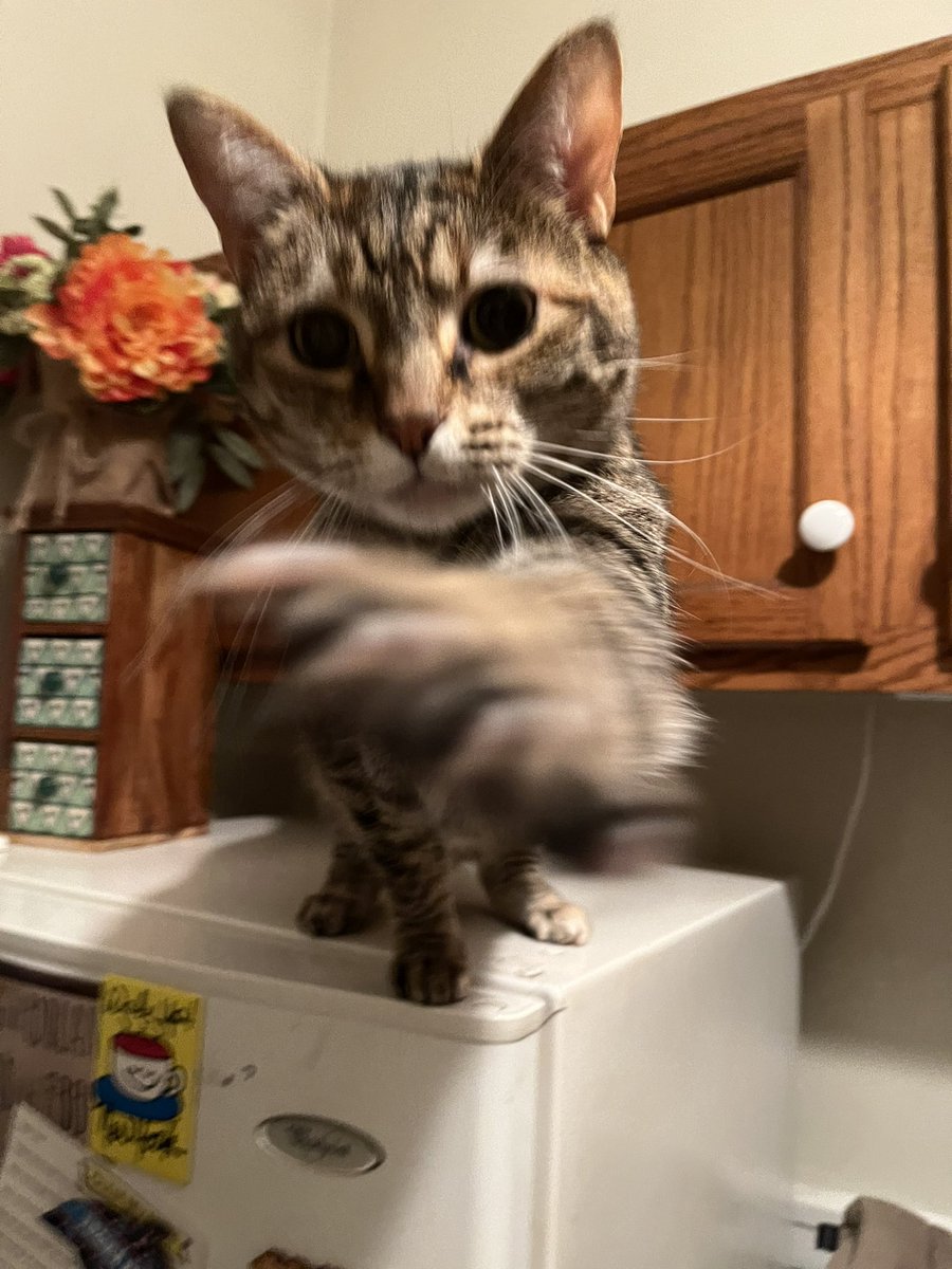 Leopold&Loveday 🐾❤️🐾 tweet media