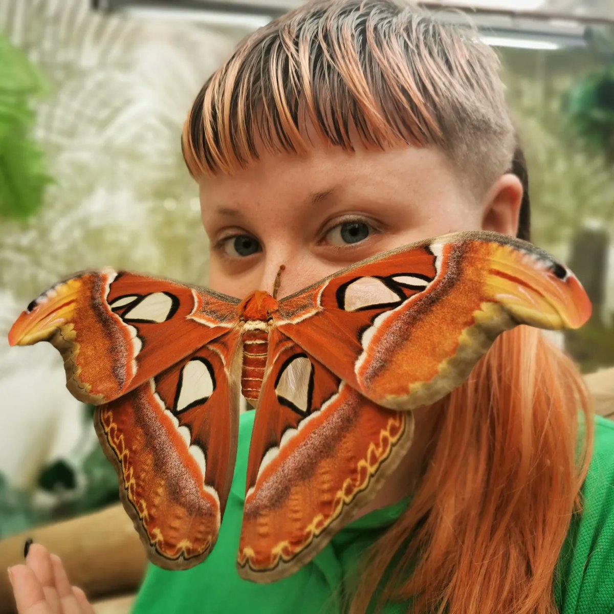 BugtopiaHornsea's tweet photo. A happy end to an unfortunate story.
The Atlas Moth that was stolen from us and then returned has successfully emerged! With a wing span of 25cm she's an absolute stunner too. If you'd like to see her head down this week for a chance to spot her! https://t.co/BaKv2iEGrD