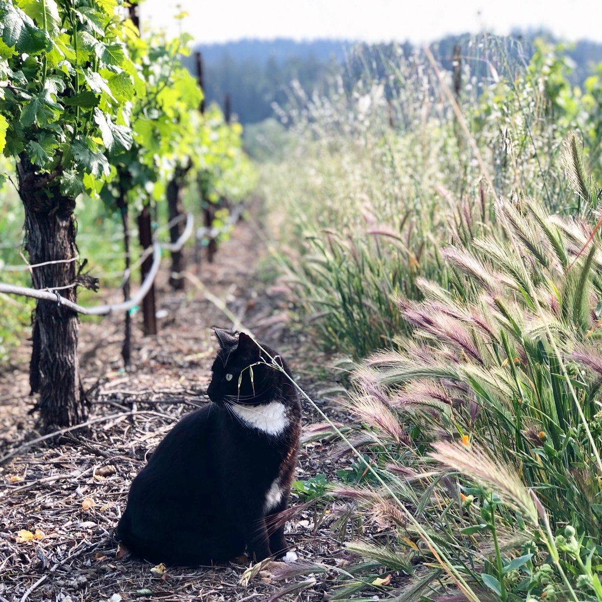 WestWines's tweet photo. May is in the air. 🌾🐈‍⬛

#westwines #may #winerycat #wineroad #vineyard #vineyardviews #drycreekvalley #healdsburg #springincalifornia  #sonomacounty https://t.co/xagKHaSfMV