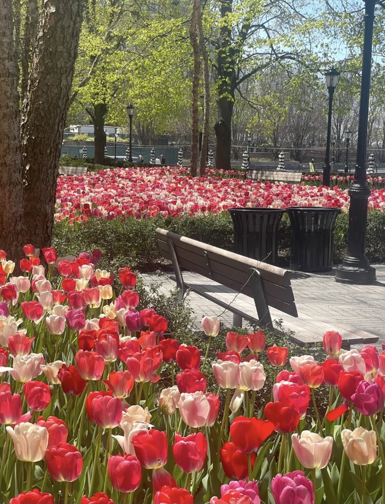 New York
On the way to buy breakfast, I suddenly saw a sea of tulips. It was really beautiful
#tulip #New #life