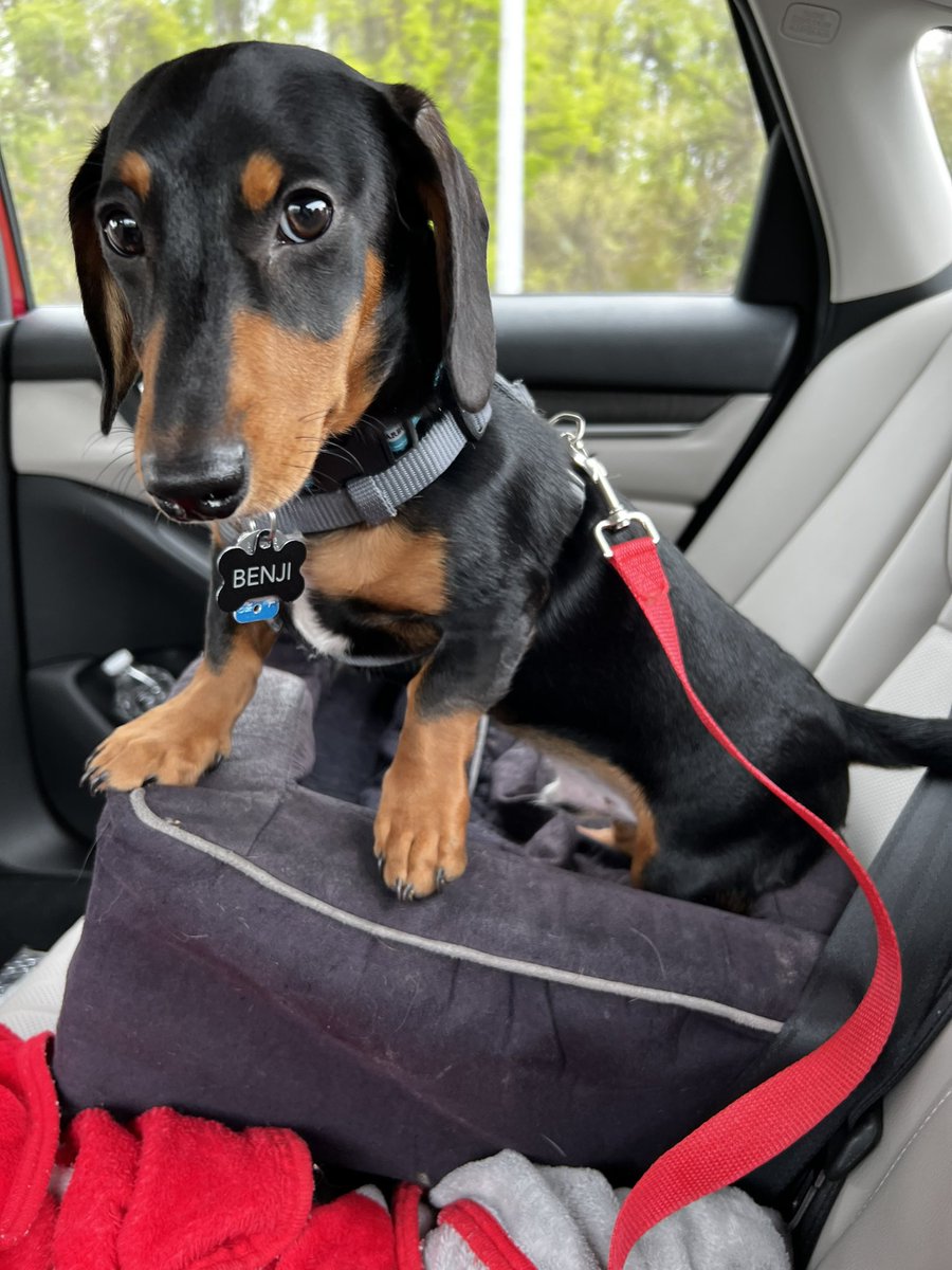 bretra88's tweet image. Half birthday road trip for my little man. Little man turns 6 months tomorrow. #dogmom #puppymom #doxiemom