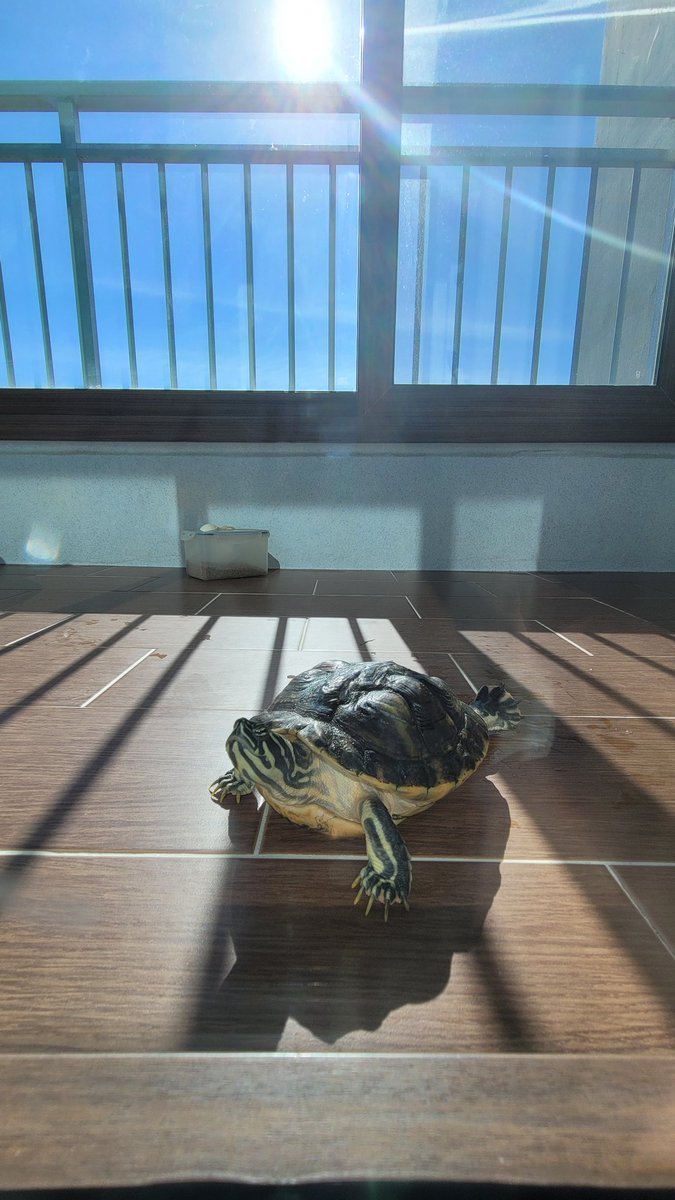 우리집 거북이 레전드 사진..