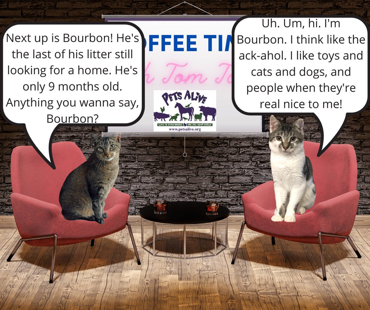 petsalive's tweet photo. #CoffeeTimeWithTomTom #TerrificTeenagers #TeenCats #WeAreCuteToo
Adoption App: https://t.co/u97zHvKrlt
@petfinder Profile: https://t.co/rDy9268B0V https://t.co/WDoPBYabQi