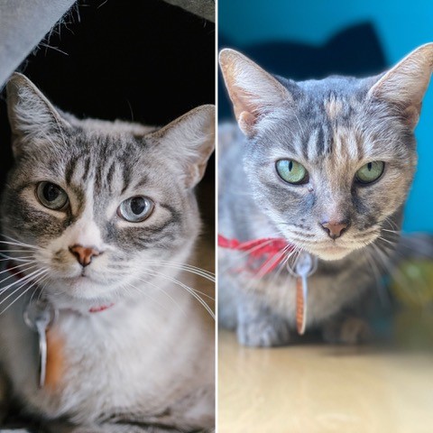 AnimalLeague's tweet photo. Pearl (#SPC314) & her daughter Piper (#SPC315) are looking for an experienced home that will fill them up with the love they miss, & in return, they’ll pay you with gratitude for setting their lives back on course. #GetYourRescueOn #Adopt #DoubleAdoption #CatsofTwitter https://t.co/8uF7VR6tqz