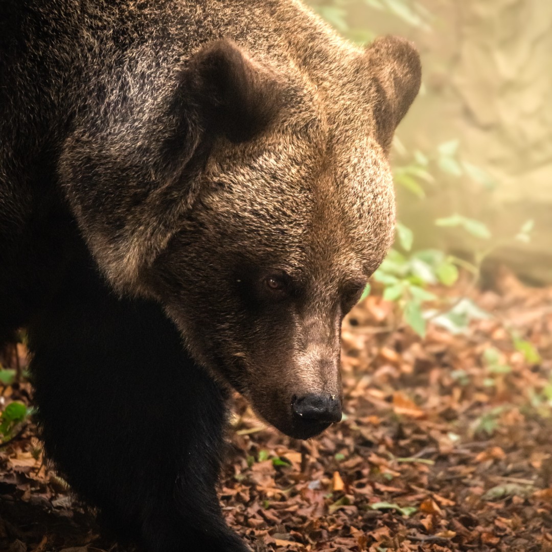 WelshMountainZo's tweet photo. π» There's unlimited Zoo fun to be had all year long with our ZSWA Zoo Memberships! π»
For more information, visit hereπ
https://t.co/r0s79FkRhE
#EurasianBrownBears #MemberStatus #SupportingConservation #WelshMountainZoo #NationalZooOfWales
π· Megan Lee Photography https://t.co/de1QaCO87c
