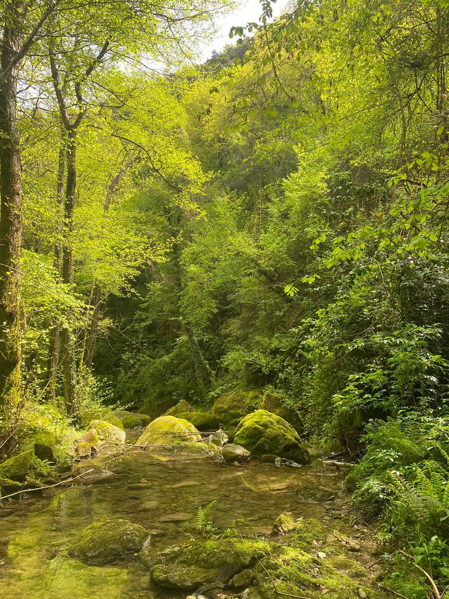 Aroilla14's tweet photo. Gràcies @GECA_84 per un matí preciós a la Vall d'en Bas. Molt ben parida aquesta gent de la Garrotxa 💚 #lletissonada https://t.co/Nl8yF7pmKy