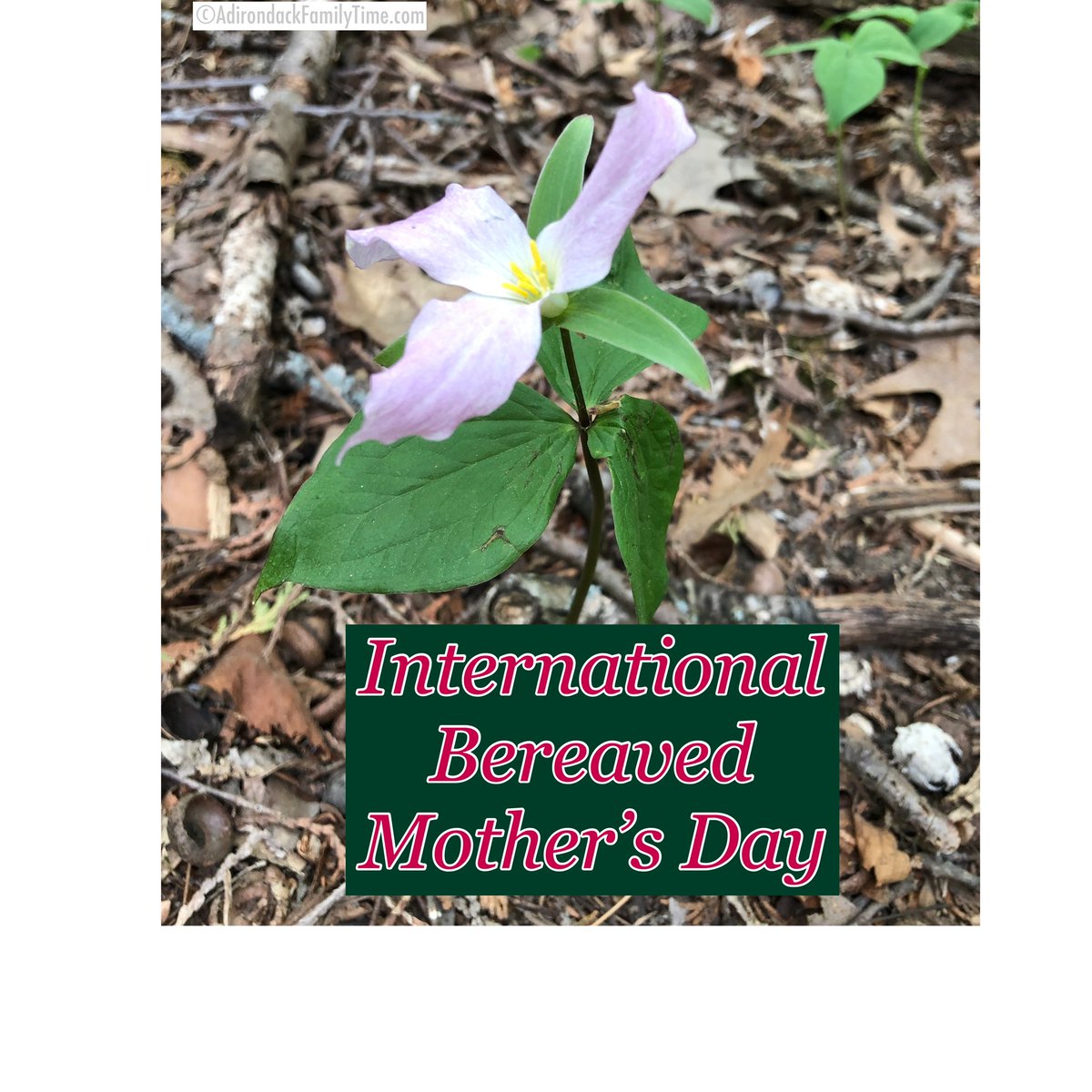 familytime's tweet image. Today is #internationalBereavedMothersDay For all the people who’ve lost a child, you are seen. Let us know so we can say their names and celebrate a life remembered.