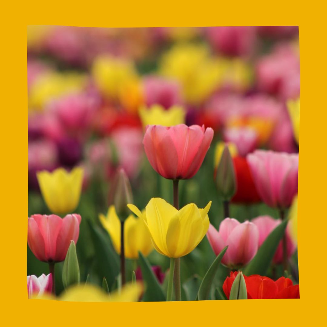 16 Nisan’da kulüpçe düzenlemiş olduğumuz Emirgân gezimizden fotoğraflardan birazını sizlere sunuyoruz…😌

Fazlası için instagram adresimizi ziyaret edebilirsiniz…

ETİKETLER//
#fotograf #fotoğrafçılık #fsmvu #fsmvufotografkulubu #fotografkulubu  <a href="/fsmvusks/">FSMVÜ SKS</a> <a href="/fsmvu/">Fatih Sultan Mehmet Vakıf Üniversitesi</a>