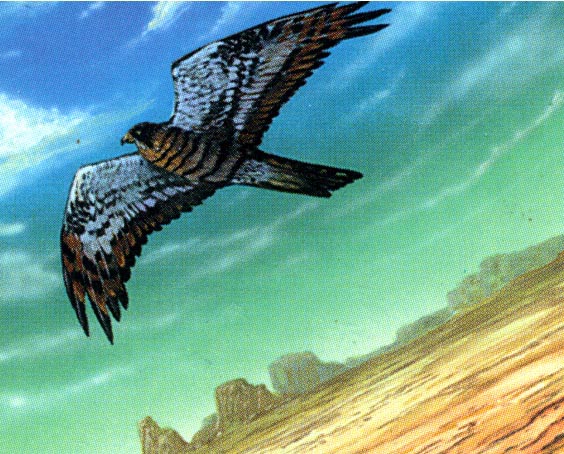 Ranaroth2's tweet photo. Mark Poole. Mesa Falcon. From Magic The Gathering: Homelands. "Pretty Falcon, friend to Soraya. Will you send her my greetings?" Gemma, Willow Priestess. #SteveLuke #falcon #bird #Homelands #MagicTheGathering https://t.co/tw8OxXrjXD