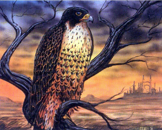 Ranaroth2's tweet photo. Mark Poole. Mesa Falcon. From Magic The Gathering: Homelands. "Pretty Falcon, friend to Soraya. Will you send her my greetings?" Gemma, Willow Priestess. #SteveLuke #falcon #bird #Homelands #MagicTheGathering https://t.co/tw8OxXrjXD