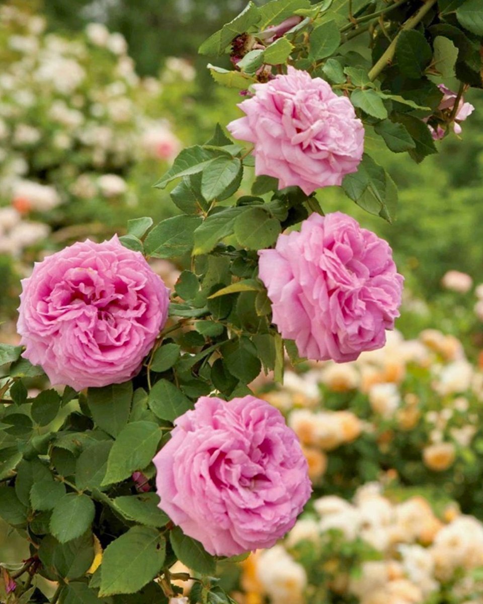 SouthernLadyMag's tweet photo. “The world’s favorite season is the spring. All things seem possible in May.”—Edwin Way Teale, author and photographer

#southernladymag #EdwinWayTeale #firstdayofmay #flowers #mayflowers #pinkflowers #prettyroses #bloomingflowers #gardens #spring #springinthesouth https://t.co/8Q5u2H4vWu