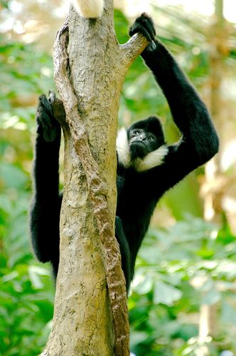 noodlegibbon's tweet image. I climp