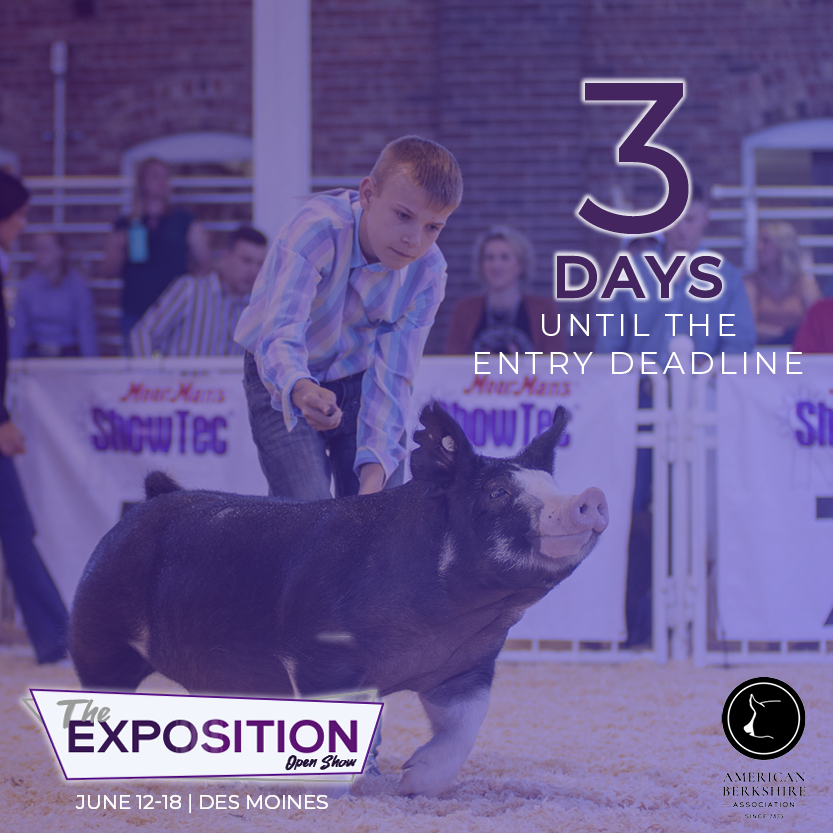 Entries for The Exposition are due this Wednesday! Join us June 12-18 in Des Moines for an NJSA junior show, and an open show and sale. 

Find Expo info at: americanberkshire.com/the-exposition/

#AmericanBerk #TheExposition22