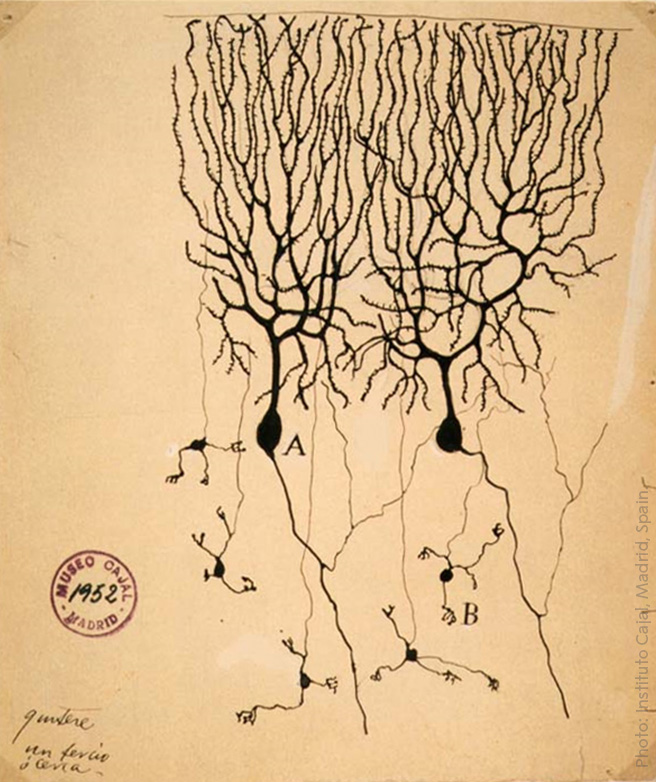 NobelPrize's tweet photo. Santiago Ramón y Cajal, born on 1 May, 170 years ago, proved that each nerve cell is an independent entity and nerve synapses transfer nerve impulses from one cell to another. He was awarded the 1906 #NobelPrize in Physiology or Medicine. 

Read more: https://t.co/BjwkxnlDW3 https://t.co/BPuH47tyXR