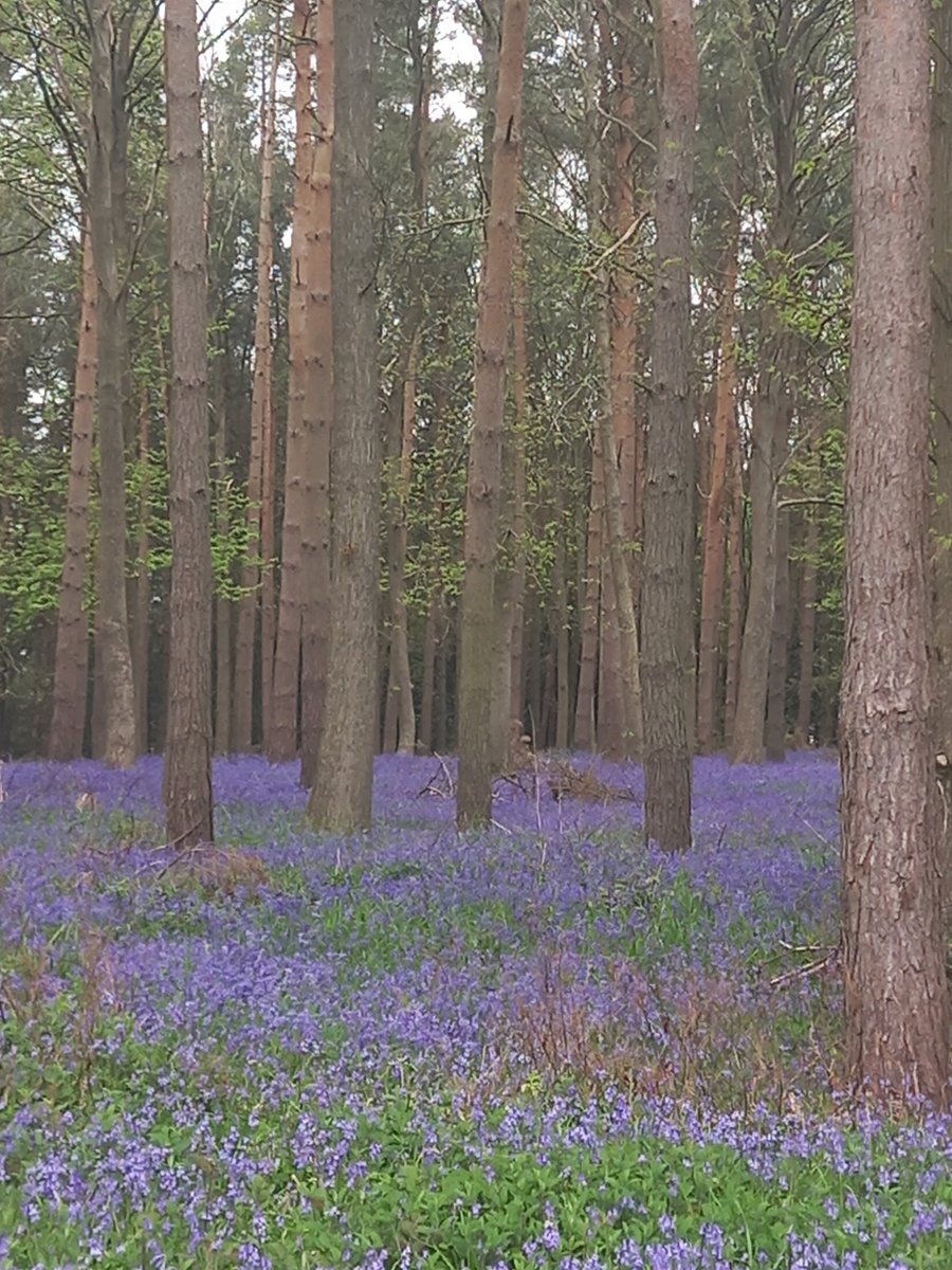Happy May Day! Yew Tree Farm, Wootton Wawen Charity Bluebell Trail