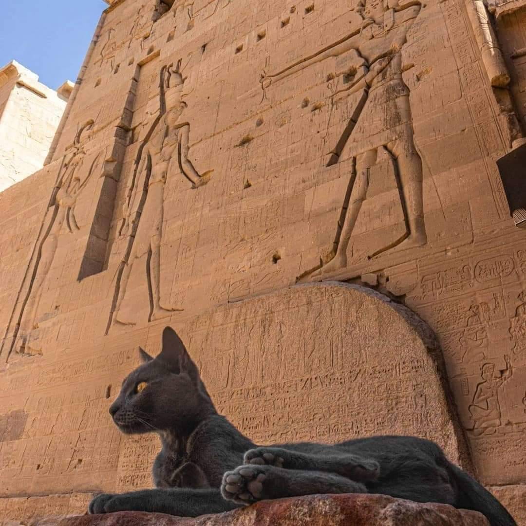A picture of a cat in front of an Egyptian temple. Source: Boris740 on catpictures.
