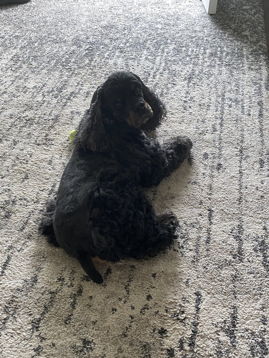 KimReiser's tweet image. What?!  Yes I forgive you for cutting my hairs.