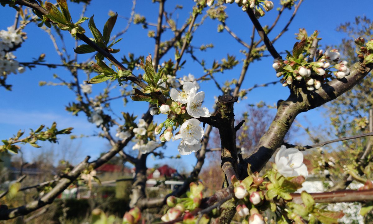 @90b8bfaf9c1d8dc @diebestimmerin @germany_iam @AstroTsukino My cherry tree two weeks ago.