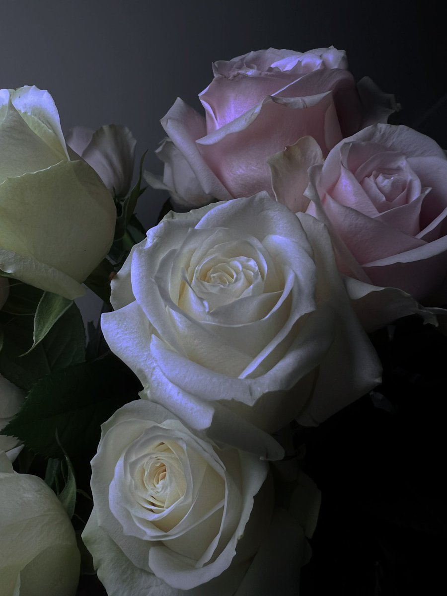 𝔸𝕦𝕣𝕖𝕒 tweet media