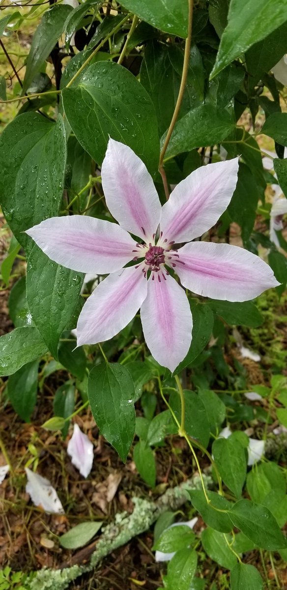 terri p (@terrip5831) on Twitter photo 