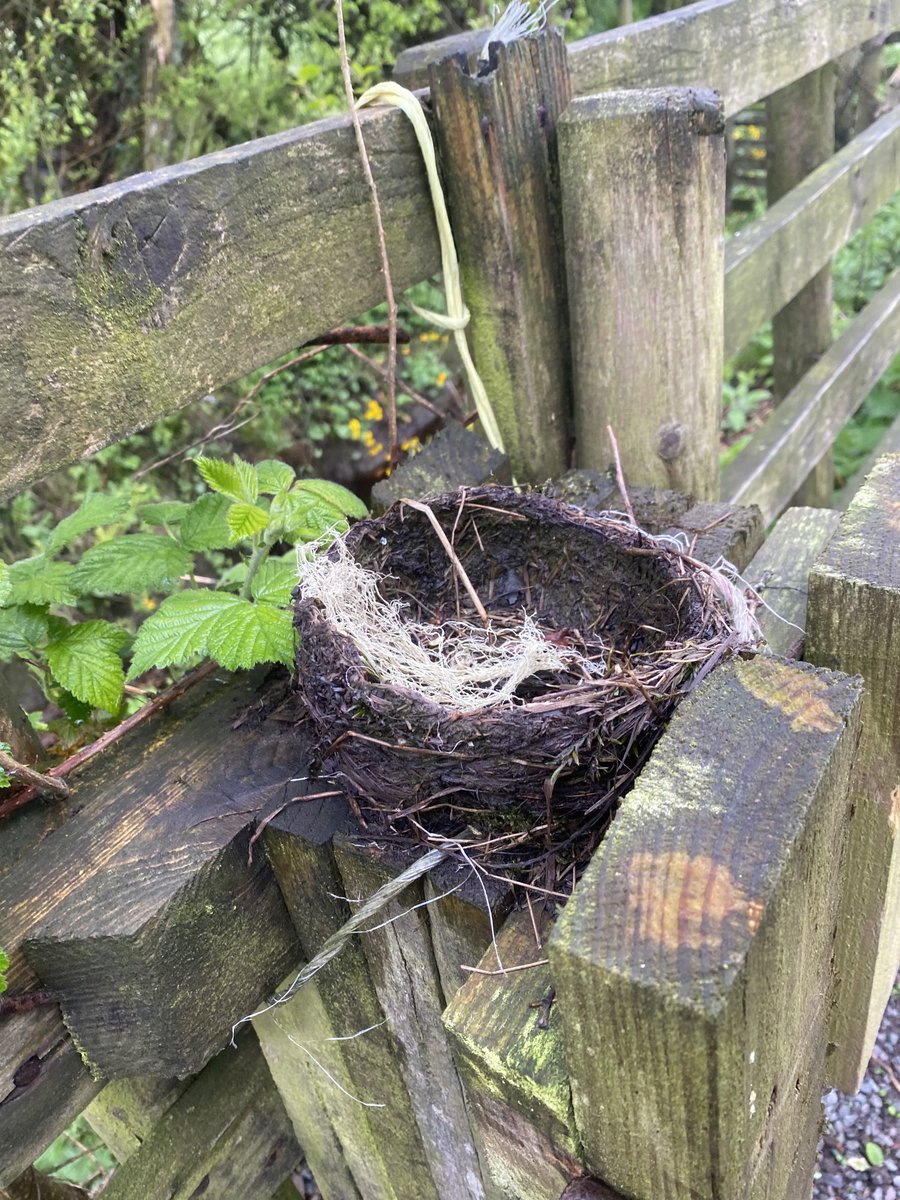 Very wet birds nest in a interesting spot #bird #nest