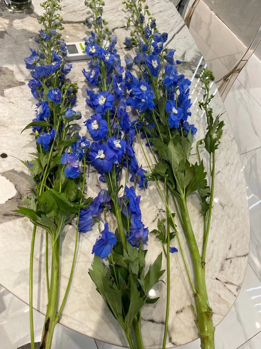 WindflowerC tweet picture