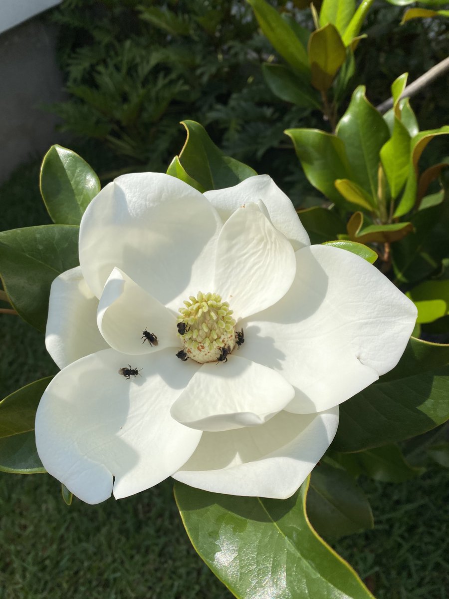 FredArevaloC's tweet photo. Magnolia!!! 🌸 https://t.co/i0voTytcGD