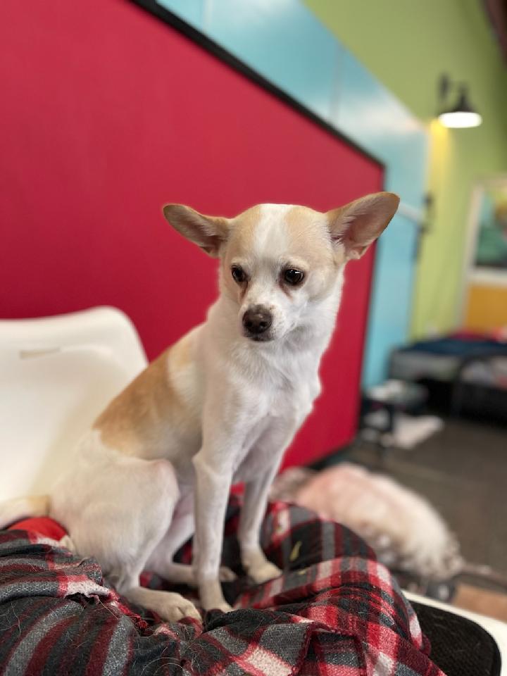 Fraction_Dog's tweet photo. "Make sure you get my good side." 

#dogsoftwitter #dogs #pets #DogTwitter https://t.co/dFNksnNFAV