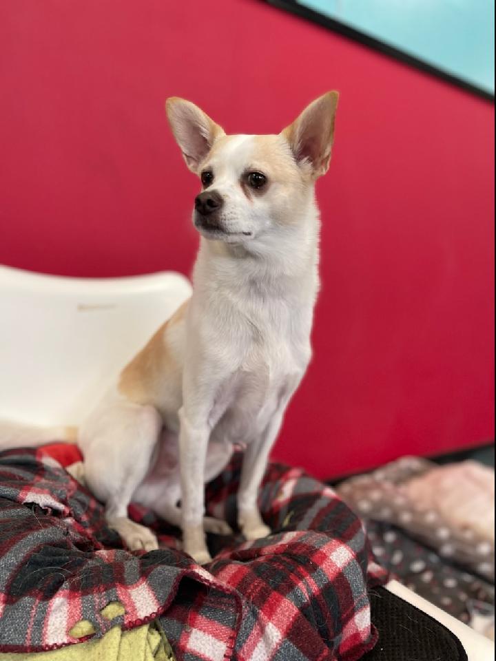 "Make sure you get my good side." 

#dogsoftwitter #dogs #pets #DogTwitter