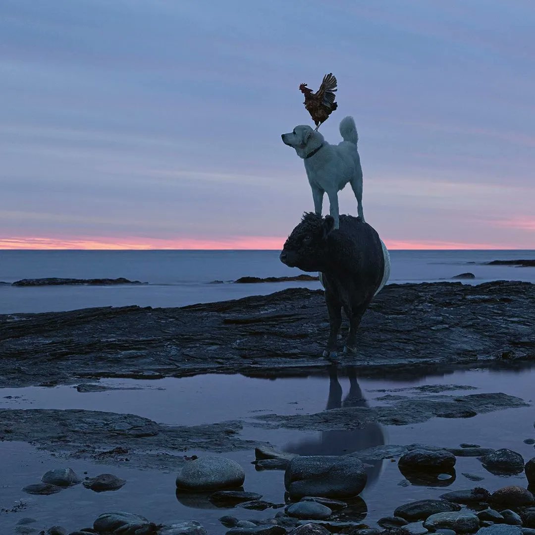 peeweeherman's tweet photo. As an animal lover, I have to say, some of the most beautiful and interesting photos I’ve ever seen of wild animals have been taken by @rob_macinnis. Thought you should know about his work! His Kickstarter ends in a few hours, go look! https://t.co/BK99UCTYpc https://t.co/YFWZ8auqBx
