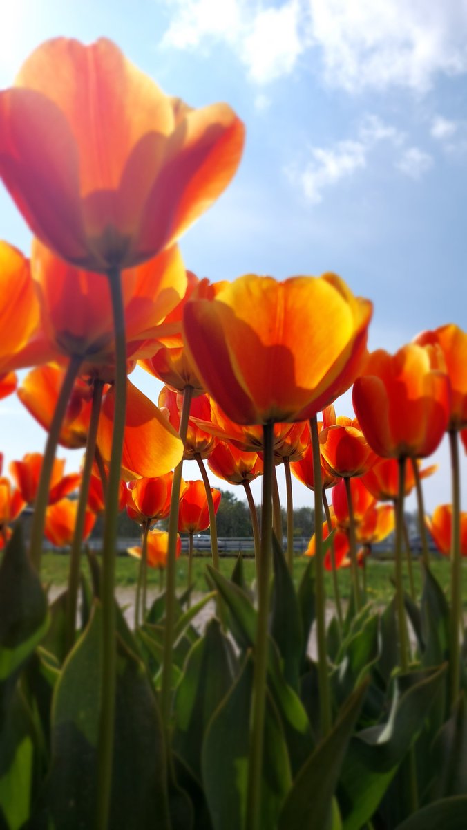 SuusGodsChild's tweet photo. #Tullips #Nature #Flowers https://t.co/Pj9zobYfEC
