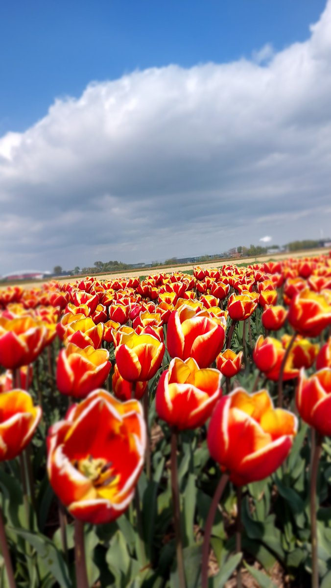 SuusGodsChild's tweet photo. #Tullips #Nature #Flowers https://t.co/Pj9zobYfEC