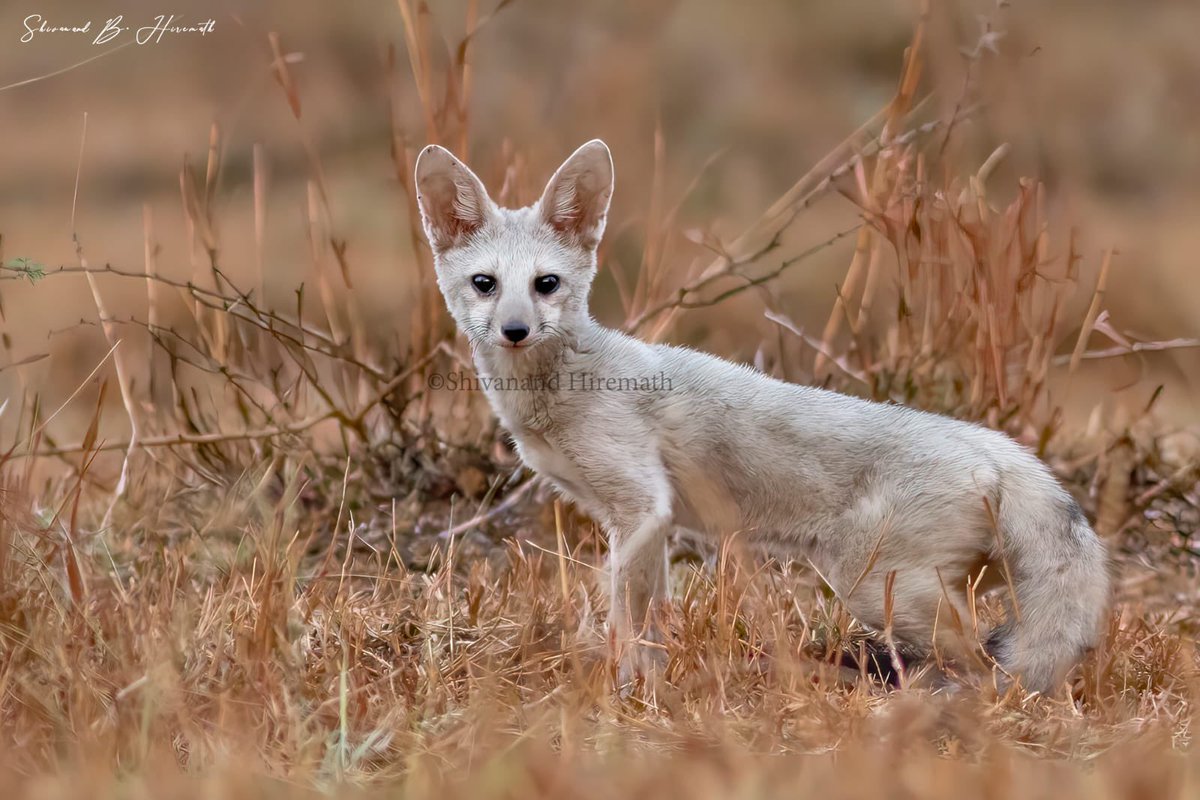 akshay_journo's tweet image. Sighting of rare leucistic Indian fox from solapur. Recorded by Shivanand hiremath from grassland at akkalkot. 
@ben_ifs @Mani_ifs @Prateik_more @ranjeetnature @singh_sonu @chaitralicMT @tgtrustindia @NehaPanchamia @prernabindra