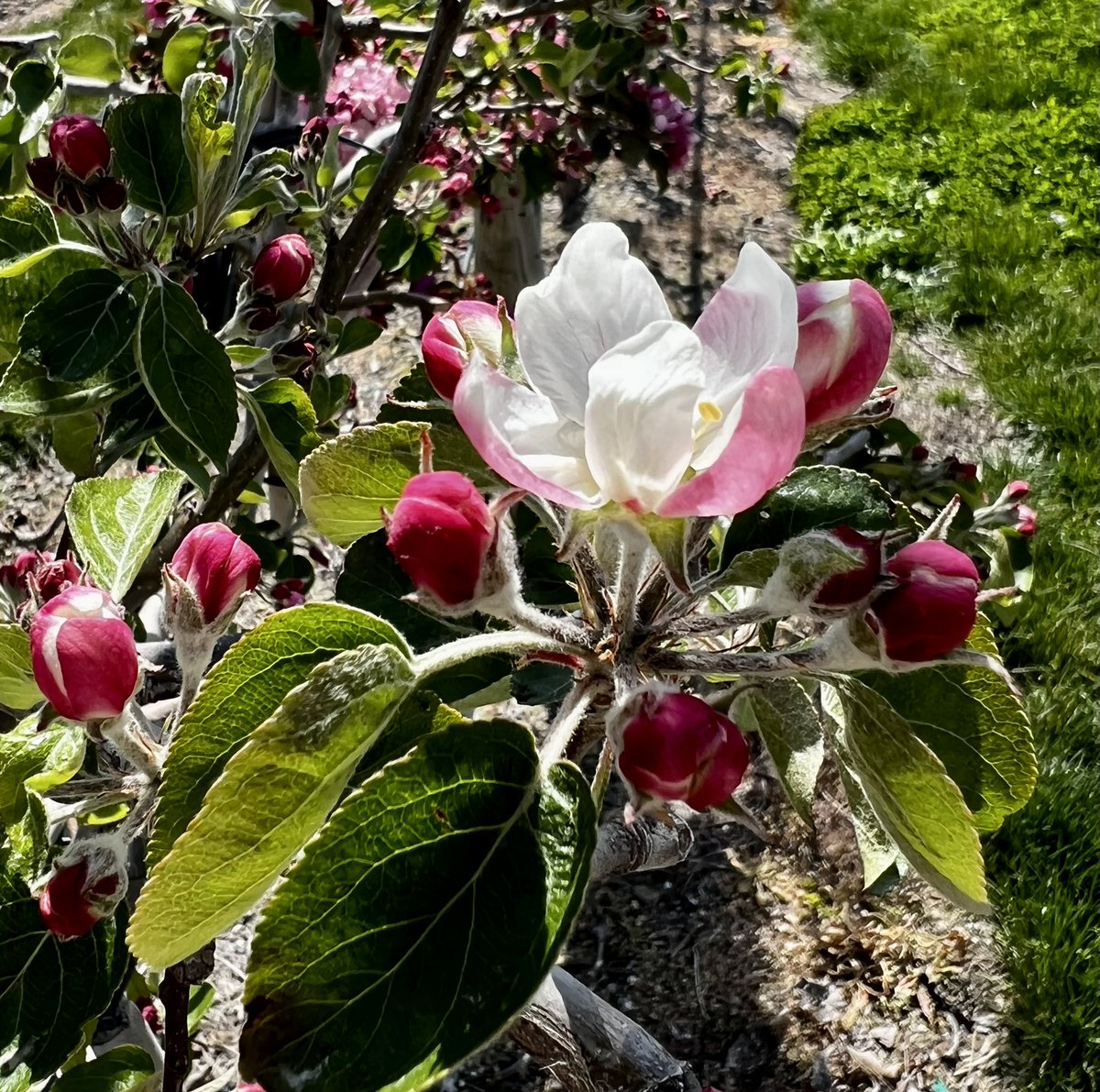 kmlewis57's tweet photo. WA38 bloom is starting to move in Royal Slope and Quincy… today’s weather will be a kick in the right direction https://t.co/MNVRkm7yjS