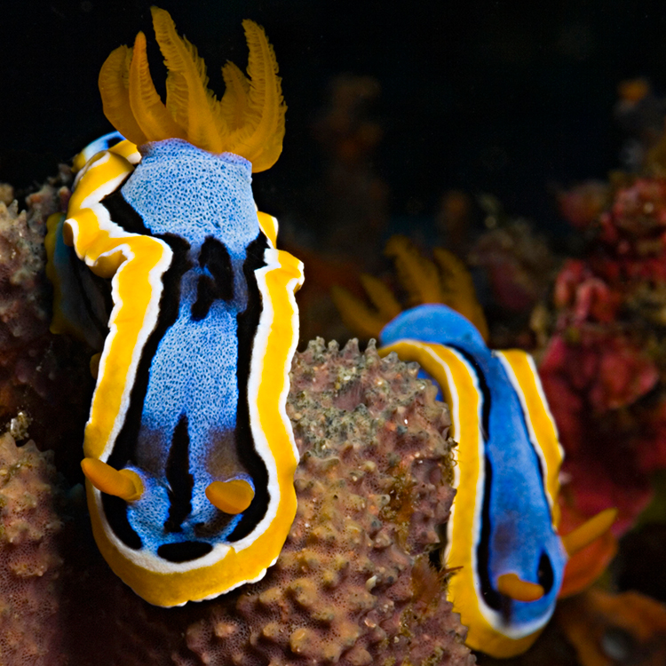 CoralMorph's tweet photo. Nudibranch duo slithering thru #coralmorphologic https://t.co/k1M3Mo01el