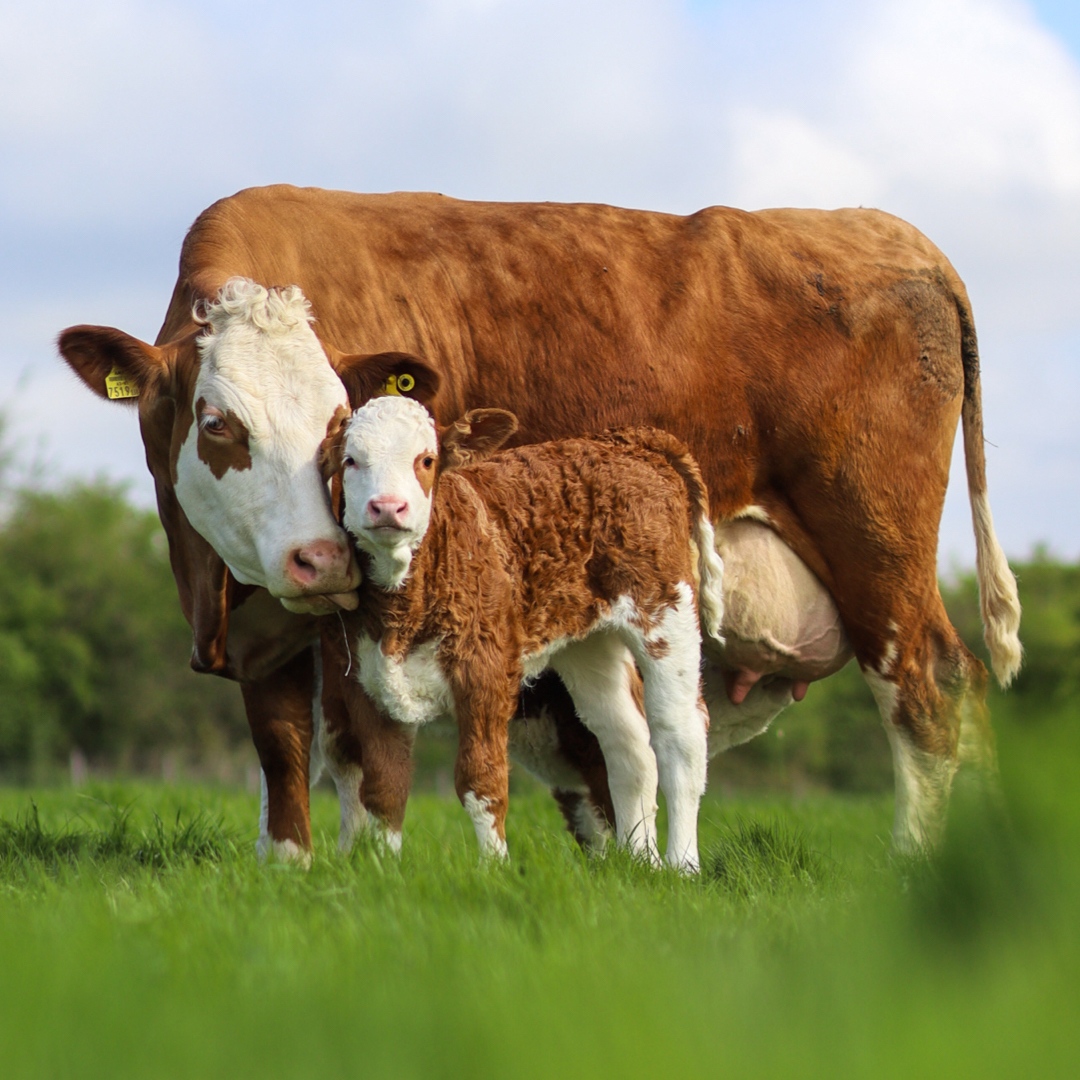 RealFarmED's tweet photo. We are very pleased to announce that Hallam's cows have given birth to two healthy calves at the micro-dairy 🐮! Last year’s calves have also returned to FarmED and are grazing the lush crop of rye and vetch 🌱

#realfarmed #honeydaledairy #farmed #microdairy #dairyfarm https://t.co/h2nTKIz29U