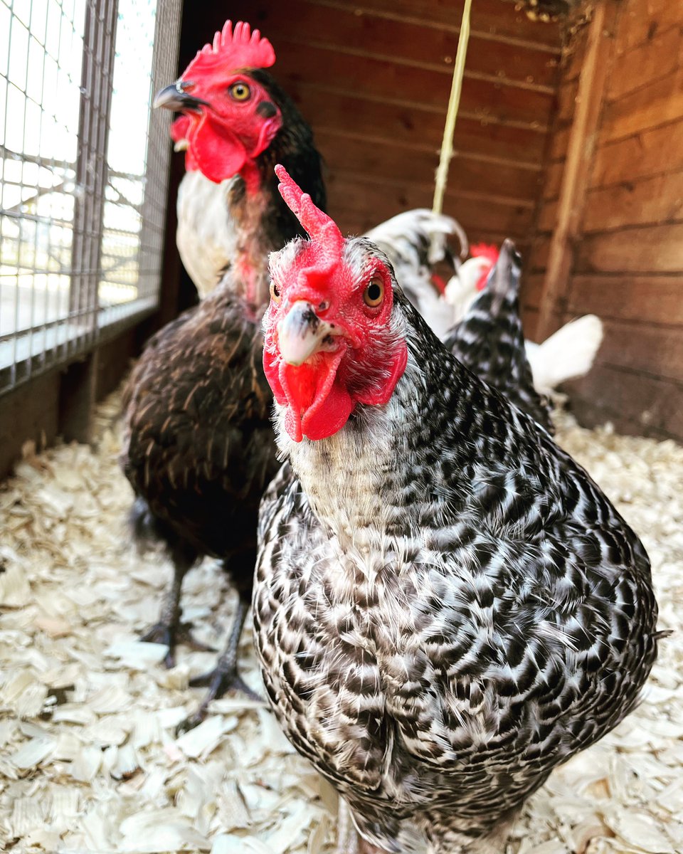 FarmAnimalSanct's tweet photo. It’s not just us who are super super excited for tomorrow 🥳👏🏼🤩.
We actually can’t wait for Monday morning to hurry up and arrive 👏🏼🦃🐓🦆🥳💚 #isitmondayyet #flockdown #freeatlast #lockdownisover #lockdown
https://t.co/ImCCtMiOx6 https://t.co/7CefKrBGCJ