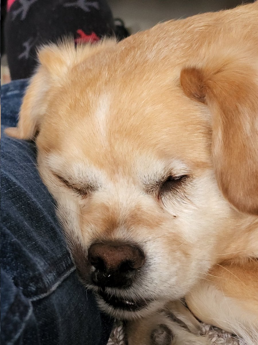 Sometimes I just need a squishy faced nap. #squishy #naps #sundayvibes #DogsofTwittter