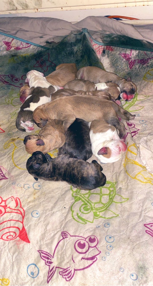 How adorable are these babies❤️ #dogsoftwitter #Dogsarefamily #dogslife #puppy #puppys #puppyspam #Puppies
