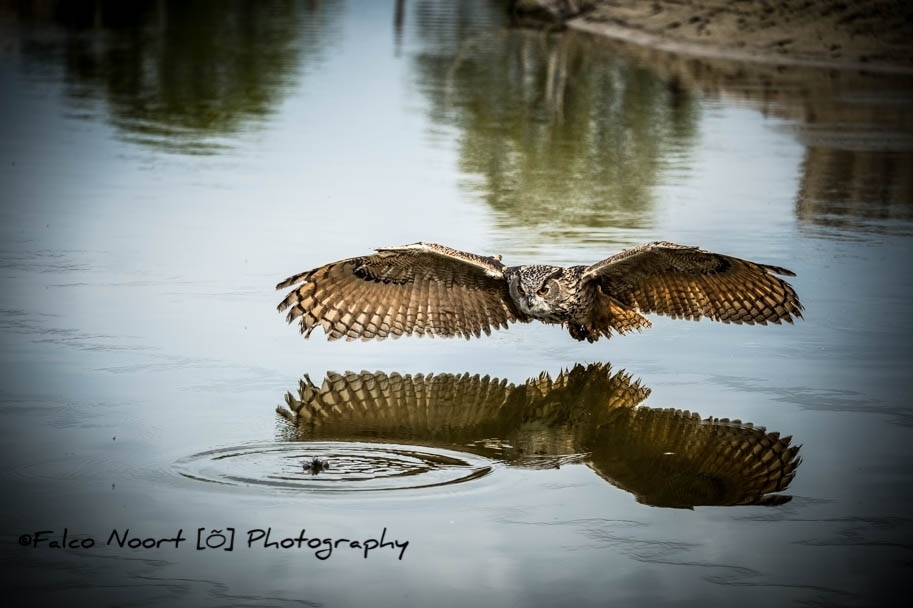 FalcoNoort's tweet photo. ⁠
Fantastisch mooie ochtend bij @devalkroofvogels vandaag.⁠
⁠
==========================⁠
#falconoort #nikon #nikonD4  #Sigma #Sigmalenses #nikonphotography  #birdsofprey #Dutch #dutch_connection #instalike #igers #landscape #photooftheday #nature #l… https://t.co/YFHplR2FEK https://t.co/HXKxBOO9D6