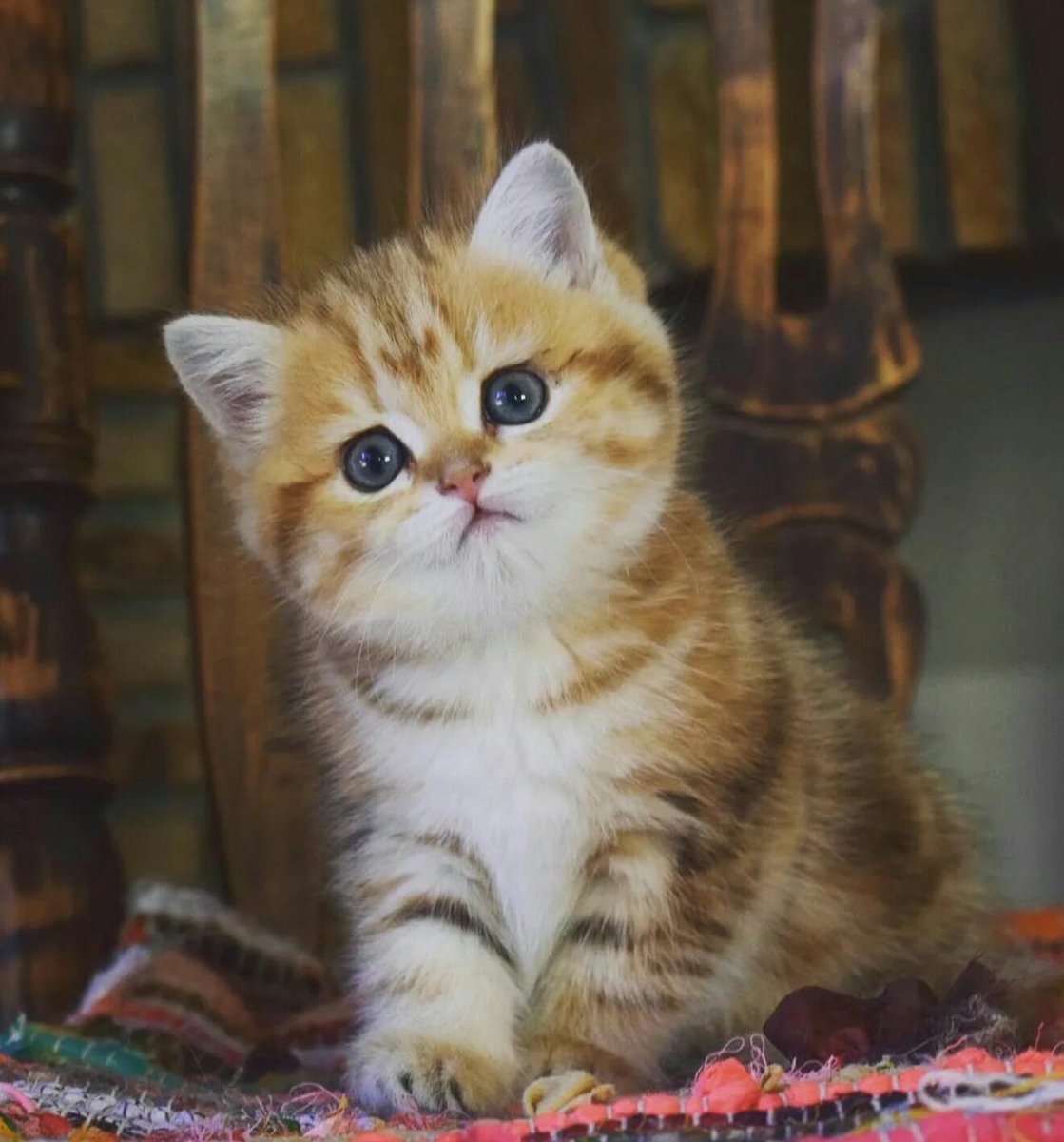 CuteKittyWorld's tweet photo. Cutey of the day 💖💕

#CatsofTwittter #kitten https://t.co/HmnrfnXVYq