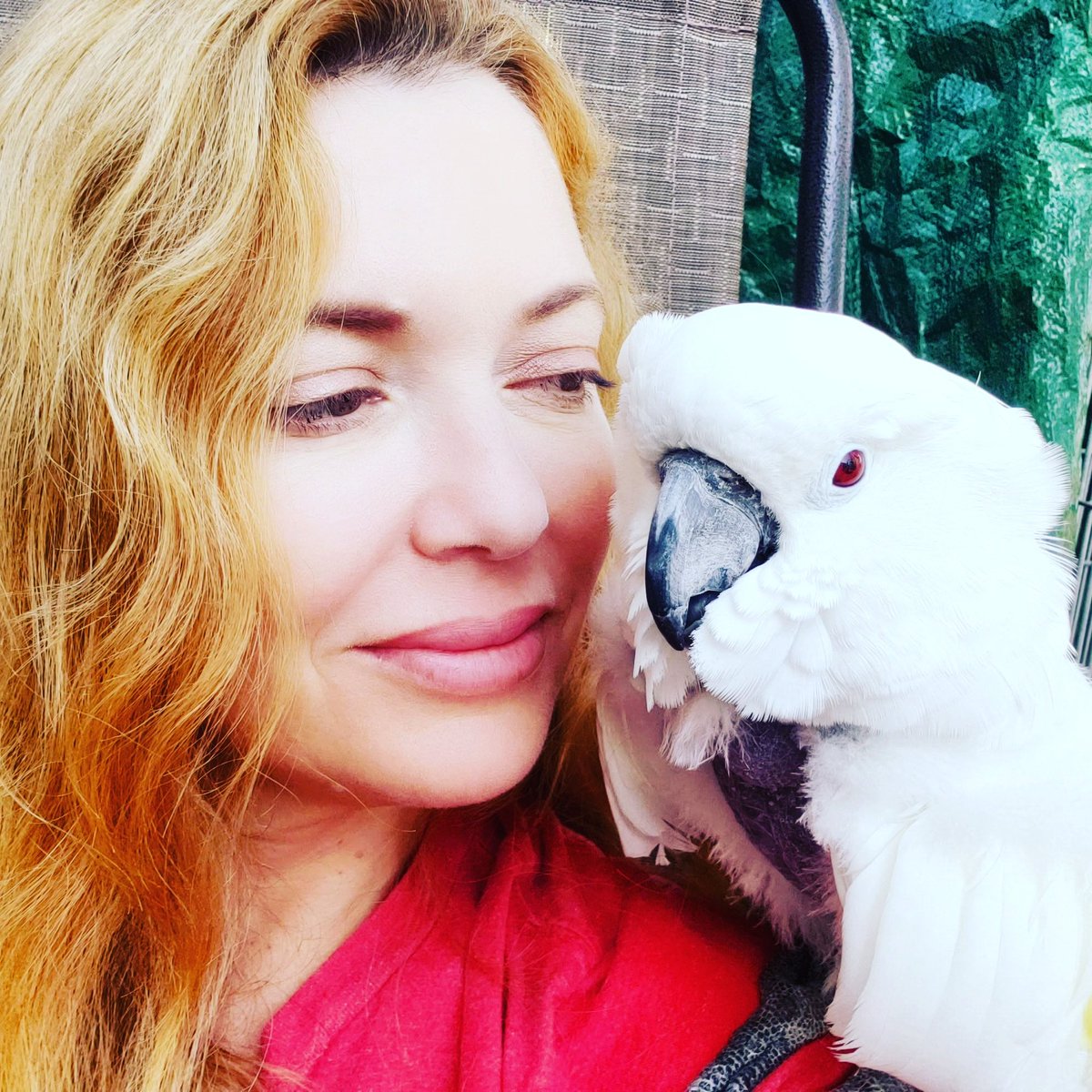 ParrotPlayhous1's tweet photo. Enjoying the sun with our brave Victoria Cockatoo. The last two months have been challenging for VC but she continues to fight! Everyday is a blessing.💚
#vcstrong https://t.co/jUUakHx48f
