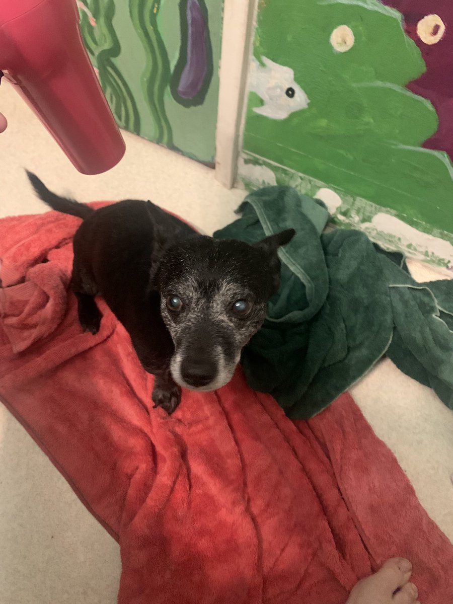 thecavemommy's tweet photo. Claps in the chat for Floyd looking handsome after his bath and blow dry.@libertythot_ #bathday #dogbaths #handsomedog #dogroyalty https://t.co/XZE0OLH0dD
