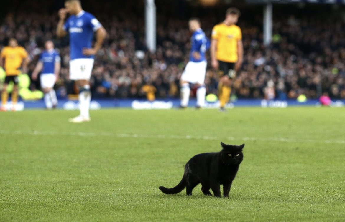 giddypie's tweet photo. This fella now has competition for being Goodison’s favourite quadruped.
#GoodisonCat #GoodisonDog https://t.co/oRB2gM3i4Y