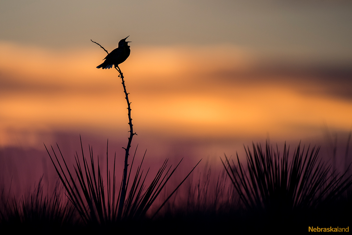 NEGameandParks's tweet photo. May is Nebraska Bird Month! Celebrate our feathered friends all month long by joining us for these bird-related events across the state: https://t.co/4cl4BUk6K9
π·: @NEBland_Haag
#NebraskaBirdMonth #BirdMonth #birdsofNebraska #birding #events https://t.co/75IvhNcQDX