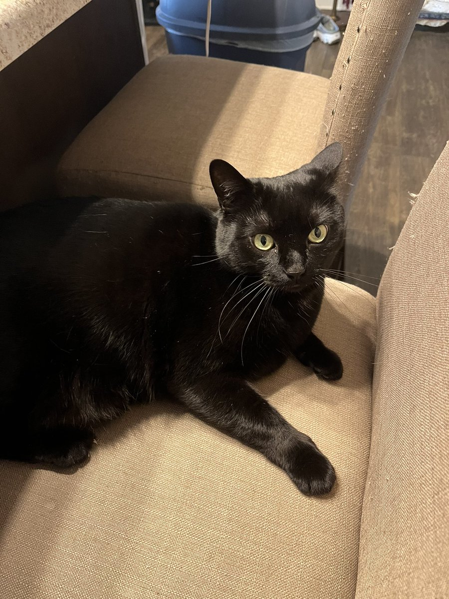 Ma2adams's tweet photo. Betty is 4 years old today based on the email from her vet. She got bisque for breakfast, took a nap in my bed and may get catnip after dinner. I’m glad she adopted us 🥳 https://t.co/FpvcsPrd3D